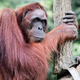 Illustration for article titled Put Down The iPad And Go Shave An Ape! 6 Awesome Things ’90s Kids Grew Up Doing To Orangutans That Kids Today Are Totally Missing Out Onem/em